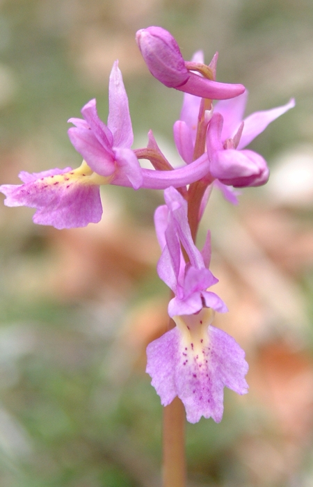 Orchis x colemanii (ibrido: Or. mascula x Or. pauciflora)